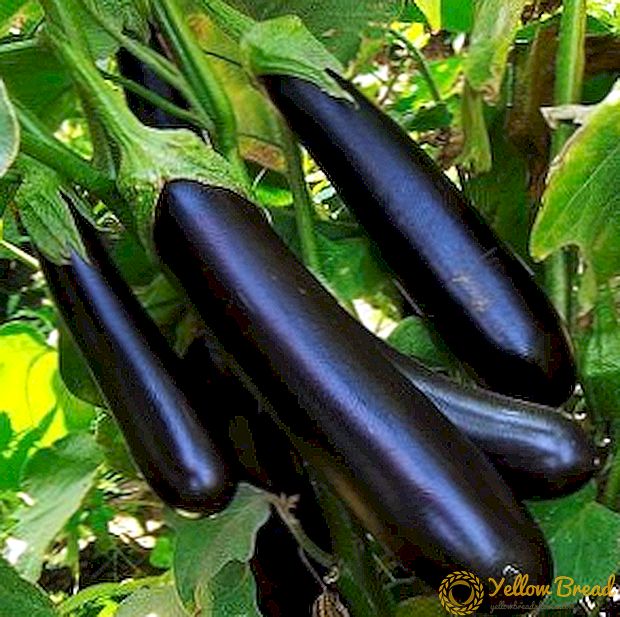how-to-grow-variety-of-eggplants-clorinda-f1-advice-on-planting-and-plant-care