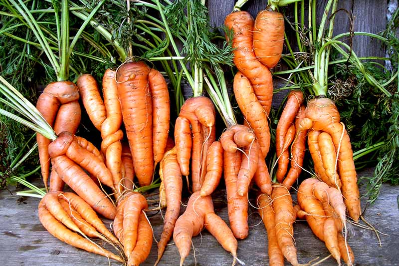 Pile-of-Deformed-Carrots